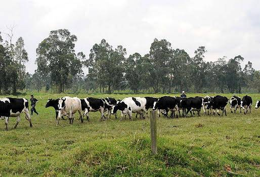  Costo beneficio de una ganadería en Nemocón, producción de leche en la sabana de Bogotá, Hato de Alta y Hato de Baja, revisión de producción por vaca, incertidumbre por futuro del negocio, CONtexto Ganadero, noticias de ganadería colombiana. 