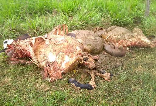 Carneo en Guaduas, degollan hembras de alta genética, roban carne, mejoramiento genético, cruces de Jersey con Holstein y Pardo, no contrarrestan el delito, Comandante de Policía, CONtexto Ganadero, noticias de ganadería colombiana.
