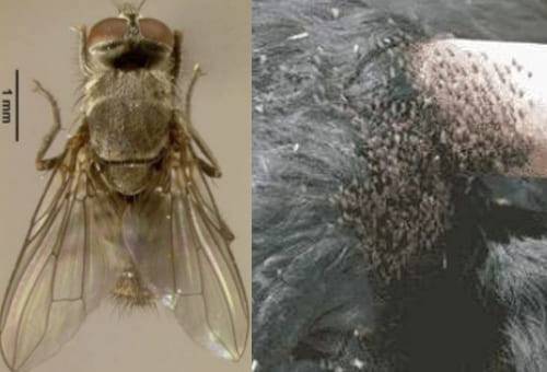 Susceptibilidad a la mosca de los cuernos, Control mosca de los cuernos, mosca de los cuernos, estrategias de control de plagas, control de moscas, control integral biológico, estrategias control mosca de los cuernos, formas de eliminar mosca de los cuernos, ganado más afectado por mosca de los cuernos, vacas mosca cuernos, afectaciones mosca de los cuernos, ganaderos, ganaderos colombia, ganado, vacas, vacas Colombia, bovinos, Ganadería, ganadería colombia, noticias ganaderas, noticias ganaderas colombia, 