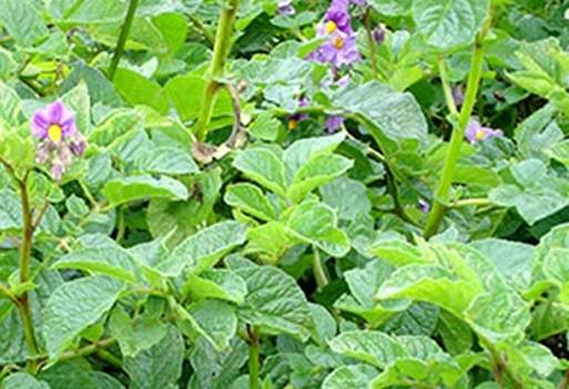 Ecuador, Colombia, papa, enfermedad "punta morada de la papa", ICA, alerta temprana fitosanitaria para Colombia, Nariño, Ganadería, ganadería colombiana, noticias ganaderas, noticias ganaderas Colombia, CONtexto ganadero