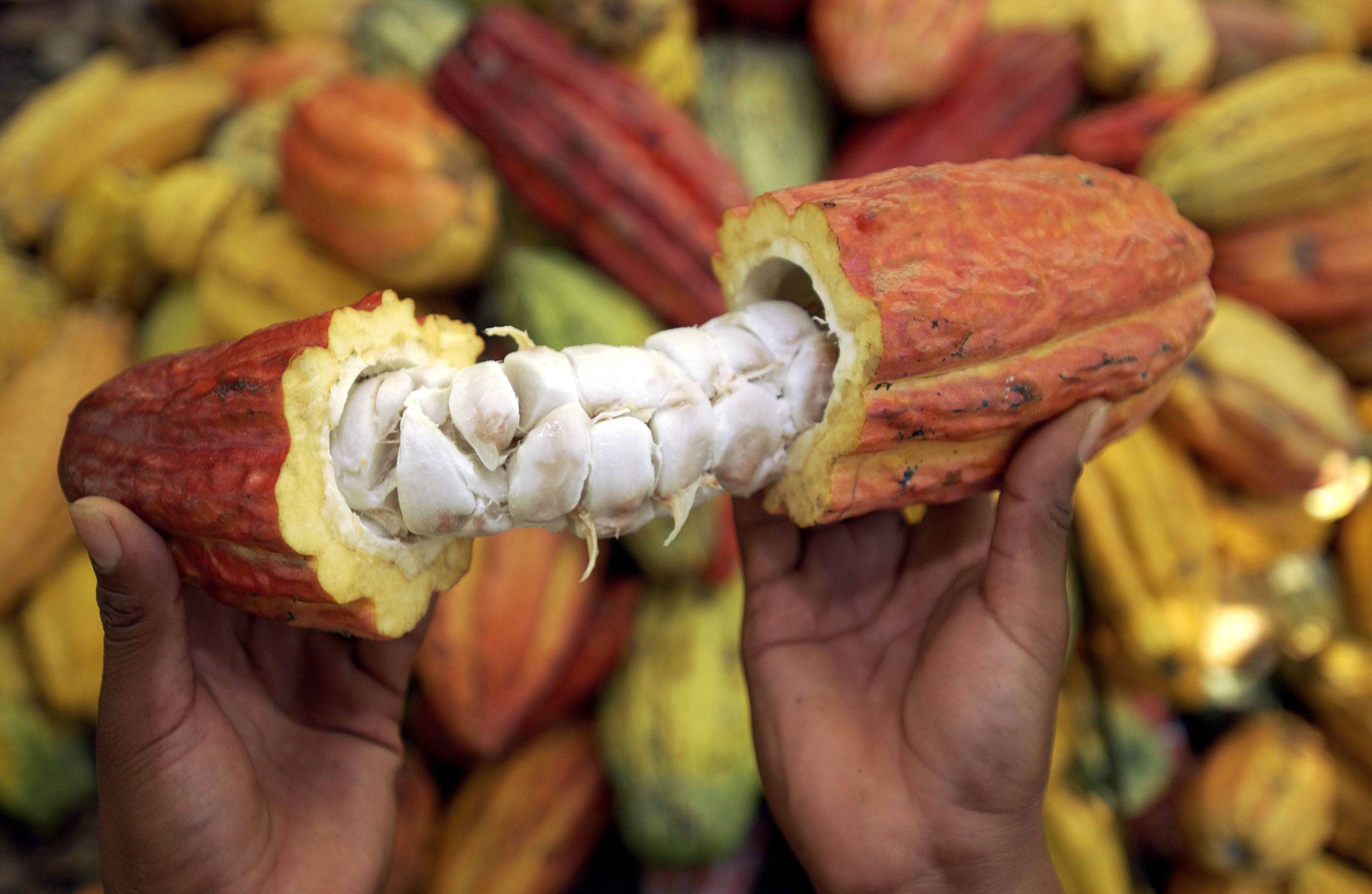 cacao, cacao valle del cauca, cacao a holanda, cacao colombiano a holanda, gobernación del valle, valle del cauca, producción de cacao en valle del cauca, noticias ganaderas, ganadería colombia, noticias ganaderas colombia, contexto ganadero