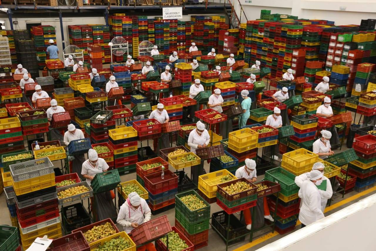 ganadería, ganadería colombia, noticias ganaderas, noticias ganaderas colombia, contexto ganadero, Boyacá nos Alimenta, seguridad y soberanía alimentaria, gobernador de Boyacá, Ramiro Barragán, COVID-19 Coronavirus, 