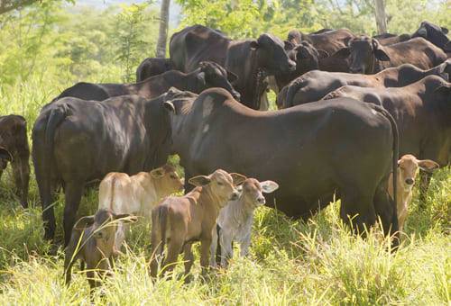 Brangus, brahman, Angus, Cesar, producción de carne, precio del ganado, adaptación, exportación, mercado, Competitividad, mejoramiento genético, cruzamientos, beneficios productivos, marmoreo, grasa intramuscular, capacidades reproductivas, Terneros, crecimiento, peso al nacer, destete, Lechería especializada, pastos, recursos forrajeros, distocias, Ganadería, ganadería colombia, noticias ganaderas colombia, CONtexto ganadero