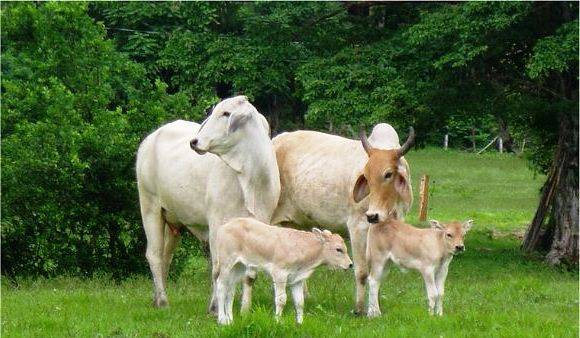 Inseminación artificial reactivará hato ganadero de Cundinamarca. 