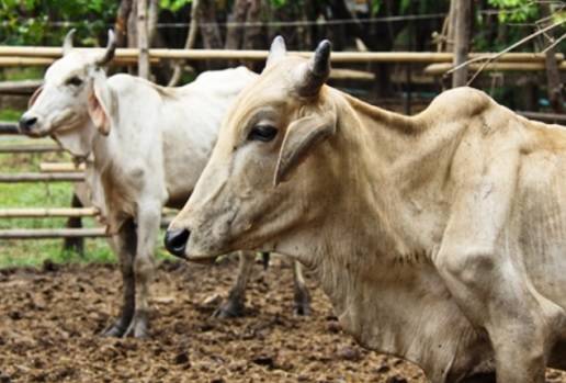 Bolivia, Bolivia exportará carne de res, importaciones de leche en polvo de Bolivia a Colombia 2017. CONtexto ganadero, ganadería Colombia, Noticias ganaderas Colombia