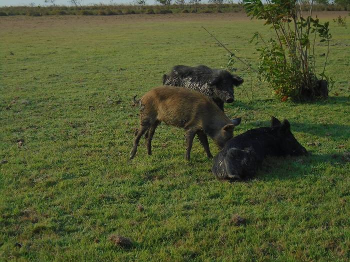 Ganadería, ganadería colombia, noticias ganaderas, noticias ganaderas colombia, CONtexto ganadero, cerdo criollo, cerdo criollo de los llanos orientales, ventajas del cerdo criollo, origen del cerdo criollo, cerdo sabanero, arcesio salamanca
