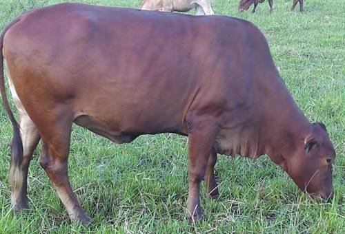 Compañía Ganadera Meta, Subasta Especial Solo Rojo del Puerto modelo 2019, Brahman rojo, ganado rojo, Angus rojo, Simmental, Senepol, Limousin, Brahman rojo Colombia, genética Brahman rojo, venta de Brahman rojo, Brahman rojo comercial, venta de ganado, Brahman Colombia, comercialización ganado Brahman rojo, Puerto López, ganaderos Meta, Contexto Ganadero, ganaderos Colombia, noticias ganaderas colombia