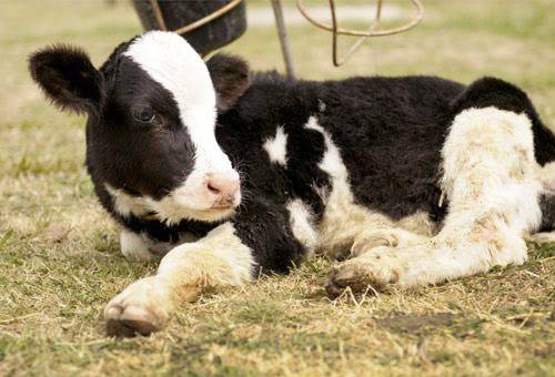 control neosporosis bovina