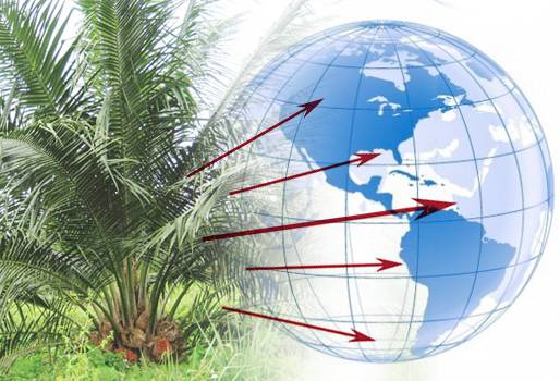 Exportaciones de aceite de palma y aceite de palmiste Colombia