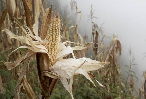 Maíz sequía, maíz calor, maíz, Ensilado, Silos, silos de maíz, ensilar maíz, uso del maíz en ganadería, alimento para el ganado, pienso para el ganado, concentrado para el ganado, ensilaje de maíz, silos con poca agua, INTA, ganado bovino, ganadería bovina, carne, leche, ganaderos, ganaderos colombia, ganado, vacas, vacas Colombia, bovinos, Ganadería, ganadería colombia, noticias ganaderas, noticias ganaderas colombia, CONtexto ganadero, contextoganadero