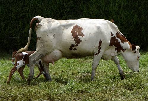 Ganadería, ganadería colombia, noticias ganaderas, noticias ganaderas colombia, CONtexto ganadero, vaca cojera, cojera en las vacas, problemas podales en las vacas, consecuencia de cojeras en las vacas, consecuencia de los problemas podales en las vacas, falta de reproducción en vacas, inversión en cojeras de vacas, factores de riesgo de cojeras