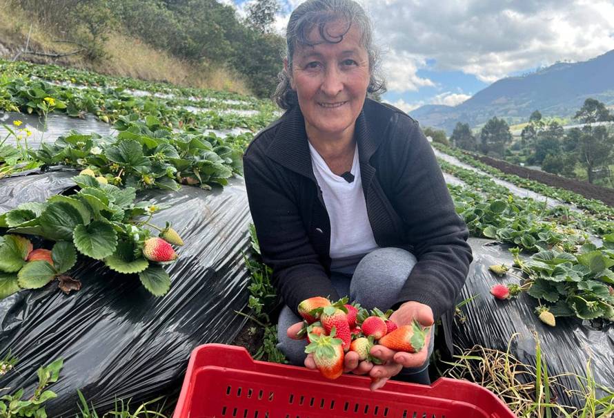 Martha Carrillo, cultivadora de fresa