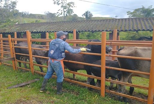 Ciclo II contra Aftosa avanza satisfactoriamente y se han vacunado 14,4 millones de bovinos, segundo ciclo, inmunizar, defensa del estatus, campa sanitaria, invierno, marcha exitosa, erradicar enfermedades, hato bovino inmunizado, noticias de ganadería colombiana, CONtexto ganadero.