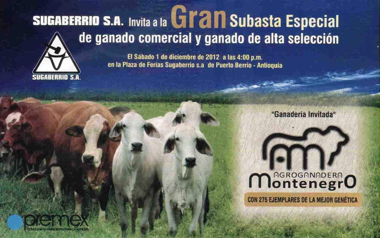 Cruces entre Brahman y Simmental serán subastados. Foto: Archivo. Cruces entre Brahman y Simmental serán subastados. Foto: Archivo.