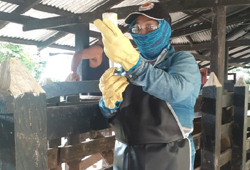 Ciclo II contra aftosa ha vacunado el 65,6 % del hato bovino y bufalino colombiano, campaña sanitaria, segundo ciclo de vacunación, erradicar enfermedades, sanidad bovina, erradicar fiebre aftosa, erradicar brucelosis, control de enfermedades, conservar estatus sanitario, apertura de mercados, noticias de ganadería colombina, CONtexto ganadero. 