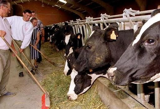 Aunque la producción ha aumentado un 7 %, más de 1.500 ganaderos decidieron abandonar la actividad. Foto: abc.es. lechería en españa