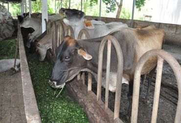 Se conocerá el posicionamiento que tiene la ganadería empresarial en la altillanura colombiana. Foro ‘Hacia el desarrollo sostenible de la ganadería empresarial en la altillanura colombiana’