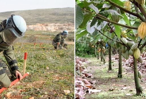 En Colombia, se han ejecutado 629 proyectos por un monto de USD52 millones 502 mil 094. Foto: CONtexto ganadero. inversión japón en el sector cacaotero