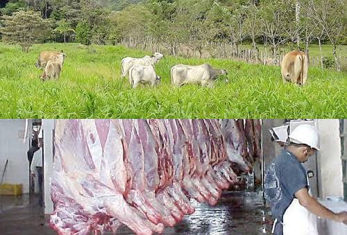 Visita Indonesia Colombia 2021, Exportaciones ganado en pie Colombia 2021, Admisibilidad carne bovina Colombia Indonesia, Admisibilidad carne Colombia, fedegan, FEP, admisibilidad ganado en pie, Indonesia carne 2021, Colombia exportaciones carne, comercio internacional de ganado, precio del ganado en el exterior, precio del ganado Colombia, ganaderos, ganaderos colombia, ganado, vacas, vacas Colombia, bovinos, Ganadería, ganadería colombia, noticias ganaderas, noticias ganaderas colombia, CONtexto ganadero,
