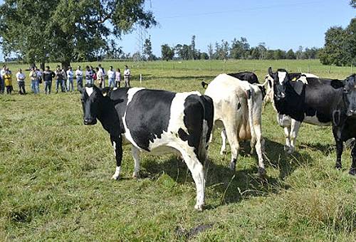 Engorde vacas de descarte, engorde vacas vacías, mejor método para engordar vacas de descarte, pastoreo vacas descarte, Bovinos adaptados, elección de bovinos, descarte de bovinos, vaca adaptada al medio ambiente, ganadería de leche, Ganancia diaria de peso en bovinos, ganancia diaria de peso, CONtexto ganadero, ganaderos colombia, noticias ganaderas colombia