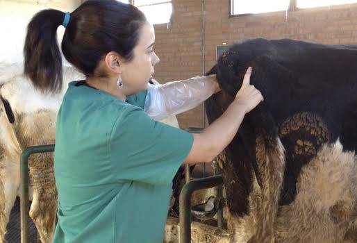 ganadería, ganadería colombia, noticias ganadera colombia, contexto ganadero, palpación, palpación rectal, palpación sencilla, ovarios, anomalías, traductor, diagnostico, vesicula anmiotica, preñez, preñeces, reproducción, ganaderos, ganaderos Colombia