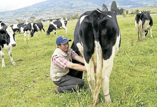 Lecheros de Nariño reportan pérdidas y poca rentabilidad en su actividad 