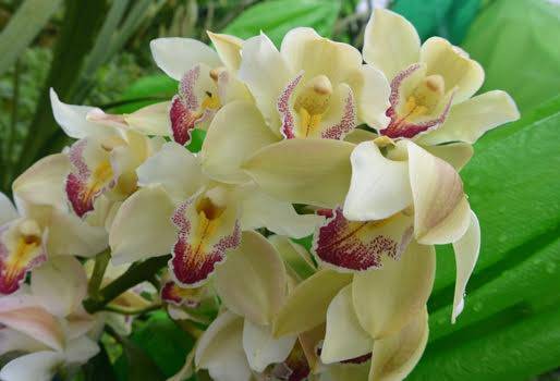 Fusarium oxysporum, enfermedad que ataca a la orquidea, Cymbidium, variedad Cymbidium, orquídeas Cymbidium