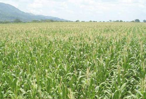 ICA, semillas, maíz, soya, Arroz, resolución, venta, Siembra, piedemonte, altillanura, Meta, Huila, Tolima, Valle del Cauca, producción agrícola, plagas, enfermedades, recomendaciones climáticas, sanidad agropecuaria, control técnico, Ganadería, ganadería colombia, noticias ganaderas colombia, CONtexto ganadero