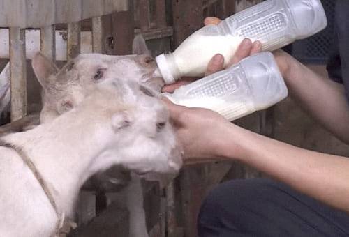 Dar leche y calostro pasteurizado ayuda a la salud de los cabritos