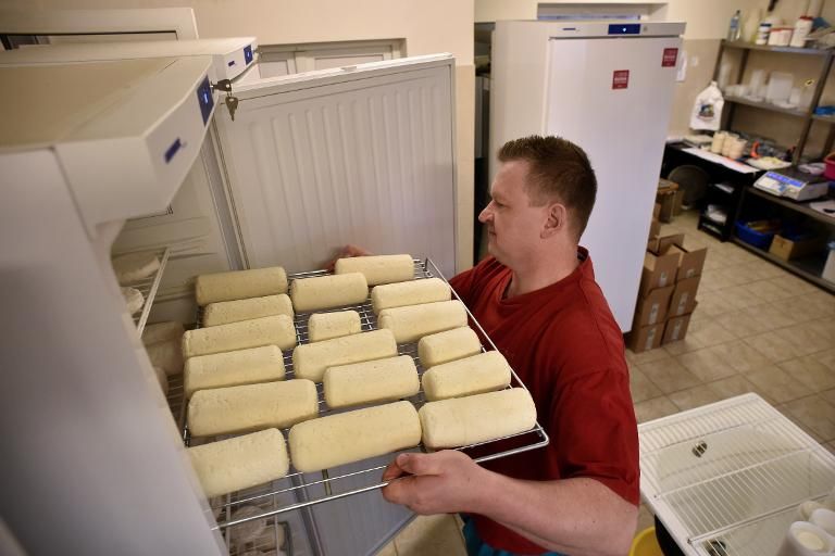El fabricante de quesos elaborada con leche de cabra Dimitri Markitan trabaja en su fábrica de Maryino, a unos 100 kilómetros de Moscú, el 9 de diciembre de 2014. Foto: AFP. quesos rusia embargo