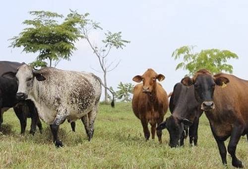 vacas pastando en un potrero