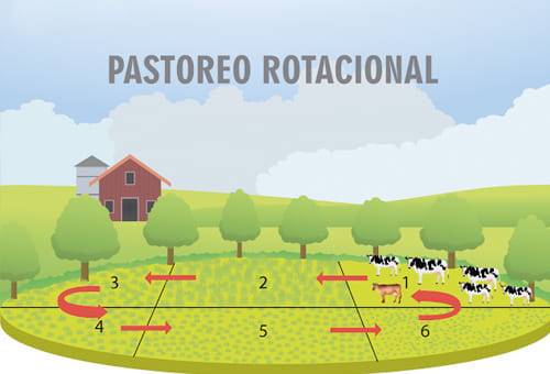 pastoreo rotacional, suelos, VIDA, degradación, Fundación Global Nature, Alimentos, biodiversidad, cultivos, Seguridad Alimentaria, materia orgánica, estiércol, mejoras productivas, nutrientes, Ganadería, ganadería colombia, noticias ganaderas colombia, CONtexto ganadero