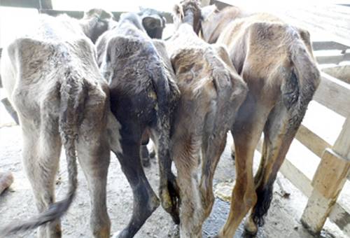 Terneros con Coccidiosis bovina 