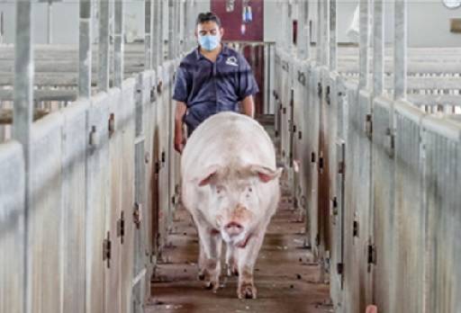 México, importación de carne de cerdo de Alemania, aranceles, Ganadería, ganadería Colombia, noticias ganaderas, noticias ganaderas Colombia, Contexto ganadero