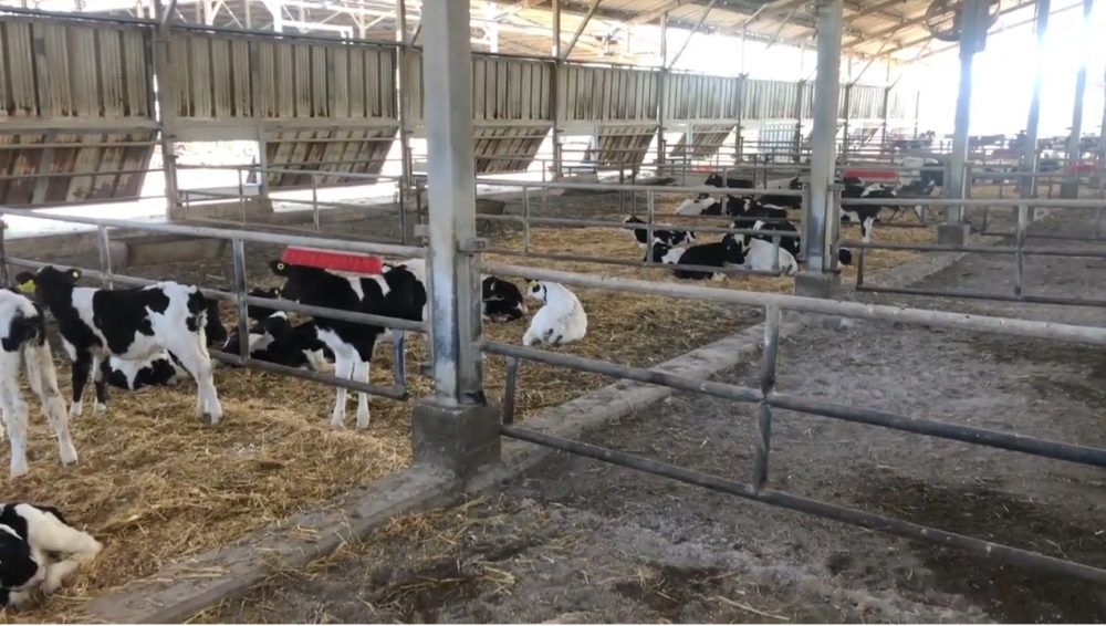 El promedio de producción en Israel es de más de 12 000 litros/vaca/año. Foto: Aurora. Ganadería, ganadería colombia, noticias ganaderas, noticias ganaderas colombia, CONtexto ganadero, Israel, leche, leche israel, producción de leche en israel, vacas lecheras isarel, lechería israel, producción lechera israel, historia lechería, historia leche israel, aurora, aurora israel,