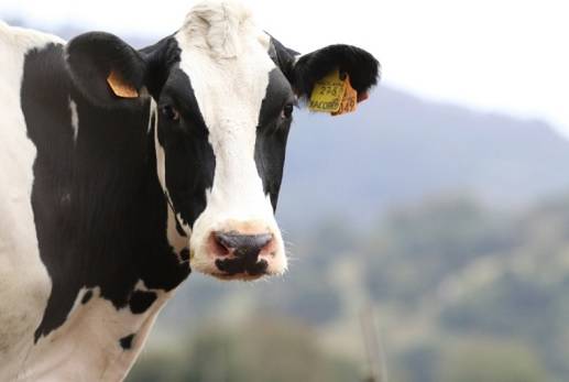 Colombia, Nestlé, Nestlé replantea su estrategia comercial y productiva en Colombia. Inversión y conquista de ‘hard discounts’, Busca ganar participación en el mercado nacional, CONtexto ganadero, noticias ganaderas, leche