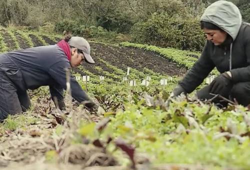 ganadería, ganadería colombia, noticias ganaderas, noticias ganaderas colombia, contexto ganadero, ganadería, maleza, control de maleza, control de maleza sin quimicos, no uso de quimicos, control de maleza sin herbicidas 