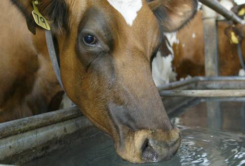 sulfato, agua potable, vacuno, tolerancia, investigación, alimentación, peso, oligoelementos, rumen, vaca, minerales, consumo, eficiencia reproductiva, forraje, Ganadería, ganadería colombia, noticias ganaderas colombia, CONtexto ganadero.