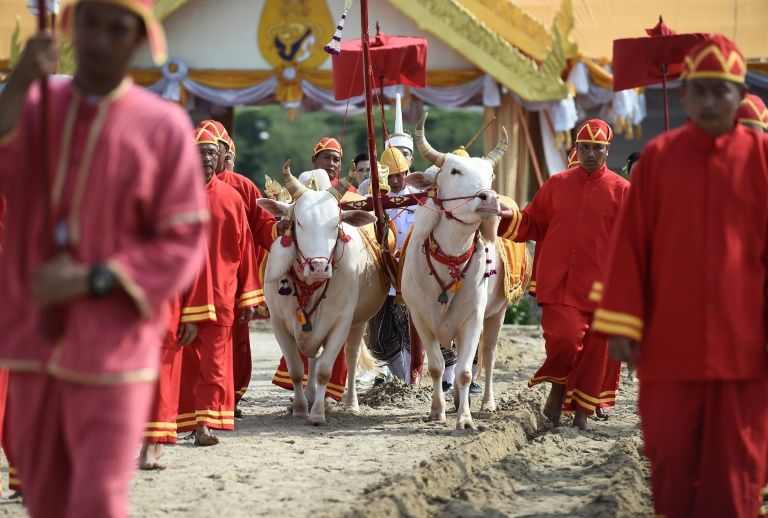 Búfalos sagrados Tailandia lluvias
