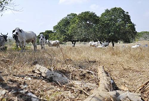 invierno en el Bajo Magdalena, lluvias afectan a ganaderos de El Bajo, ganaderos de El Bajo, cambio climático en la ganadería, ganaderos afectados con el cambio climático, ganaderos se enfrentan al cambio climático, veranos más fuertes, 