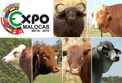 Expomalocas 2016 agenda académica