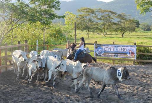 Establero, cuidador de animales, celebración, homenaje, regional, ganado, Ganadería, Meta, Casanare