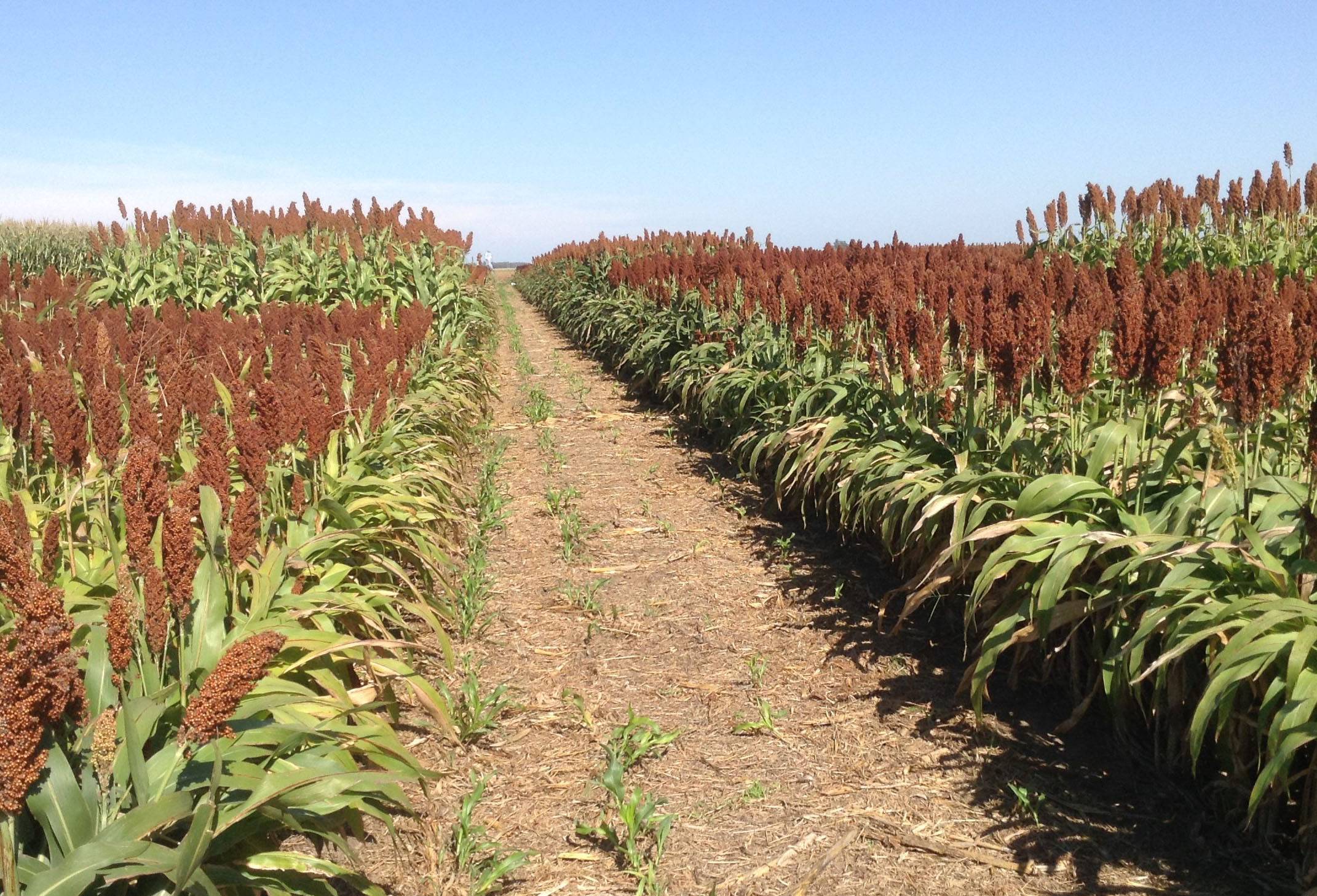 Ganadería, ganadería colombia, noticias ganaderas, noticias ganaderas colombia, CONtexto ganadero, sorgo, sorgo forrajero, sorgo argentino, crecimiento cultivo de sorgo, argentina, granos, granos aragentinos