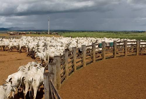 ganaderia y restauracion de pastos en Brasil y Amazonas
