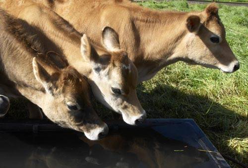 Foro Latinoamericano Jersey, Foro Jersey en Colombia, Foro Jersey en Agroexpo, promoción de la raza Jersey, sólidos en la leche, jersey en Colombia, ganaderos jersey de latinoamérica, Asojersey Colombia