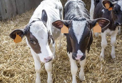 Cómo manejar las enfermedades reproductivas en sistemas de cría