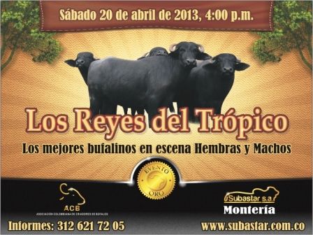 En total, 600 ejemplares: 350 machos y 250 hembras, distribuidos en 60 lotes, serán subastados. Foto: CONtexto Ganadero. Subasta búfalos