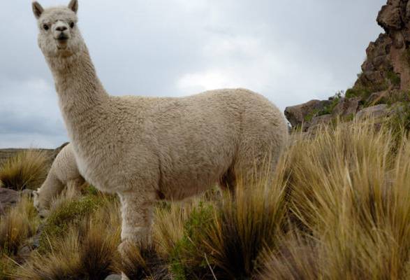 alpaca, alpaca perú, clonación alpaca, alpaca de los andes, clonación de alpacas, población de alpacas, perú, genética perú, ganadería, ganadería colombia, noticias ganaderas colombia, contexto ganadero