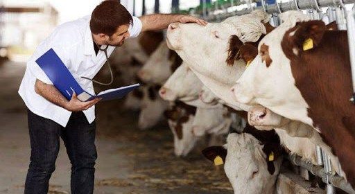 El curso en línea permitirá capacitar a todas las instituciones que lo requieran. Foto: agronoticias.com.mx Ganadería, ganadería colombia, noticias ganaderas, noticias ganaderas colombia, CONtexto ganadero, Reconocimiento de las Principales Enfermedades Exóticas de los Animales (AUTOSIM), SENASICA, Comisión México-Estados Unidos, Prevención de la Fiebre Aftosa, Enfermedades Exóticas de los Animales, Dirección General de Salud Animal del Senasica, Fiebre aftosa, arbovirales, encefalitis equina, PESTE, fiebre porcina, dérmicas, Besnoitiosis bovina