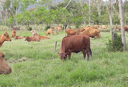 Raza criolla Hartón del Valle 